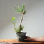 Japanese Black Pine Bonsai #1312 - Bonsaify