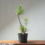 Japanese Black Pine Bonsai #1312 - Bonsaify