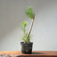 Japanese Black Pine Bonsai #1312 - Bonsaify