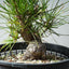 Japanese Black Pine Bonsai #1312 - Bonsaify