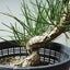 Japanese Black Pine Bonsai #1313 - Bonsaify