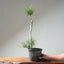 Japanese Black Pine Bonsai #1313 - Bonsaify