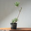 Japanese Black Pine Bonsai #1313 - Bonsaify
