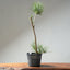 Japanese Black Pine Bonsai #1313 - Bonsaify