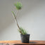 Japanese Black Pine Bonsai #1313 - Bonsaify