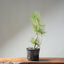 Japanese Black Pine Bonsai #1314 - Bonsaify