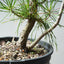 Japanese Black Pine Bonsai #1314 - Bonsaify