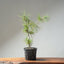 Japanese Black Pine Bonsai #1314 - Bonsaify
