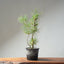 Japanese Black Pine Bonsai #1314 - Bonsaify