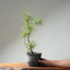 Japanese Black Pine Bonsai #1314 - Bonsaify