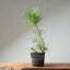 Japanese Black Pine Bonsai #1315 - Bonsaify