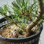 Japanese Black Pine Bonsai #1315 - Bonsaify