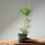 Japanese Black Pine Bonsai #1315 - Bonsaify