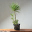 Japanese Black Pine Bonsai #1315 - Bonsaify