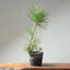 Japanese Black Pine Bonsai #1315 - Bonsaify