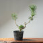 Japanese Black Pine Bonsai #1316 - Bonsaify