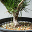 Japanese Black Pine Bonsai #1316 - Bonsaify