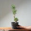 Japanese Black Pine Bonsai #1316 - Bonsaify