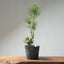 Japanese Black Pine Bonsai #1316 - Bonsaify