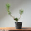 Japanese Black Pine Bonsai #1316 - Bonsaify