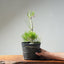 Japanese Black Pine Bonsai #1317 - Bonsaify