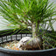 Japanese Black Pine Bonsai #1317 - Bonsaify
