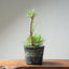 Japanese Black Pine Bonsai #1317 - Bonsaify