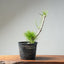 Japanese Black Pine Bonsai #1317 - Bonsaify