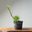 Japanese Black Pine Bonsai #1317 - Bonsaify