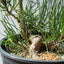 Japanese Black Pine Bonsai #1318 - Bonsaify