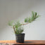 Japanese Black Pine Bonsai #1318 - Bonsaify