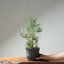 Japanese Black Pine Bonsai #1318 - Bonsaify