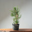 Japanese Black Pine Bonsai #1318 - Bonsaify