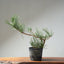 Japanese Black Pine Bonsai #1318 - Bonsaify