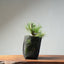 Japanese Black Pine Bonsai #1319 - Bonsaify