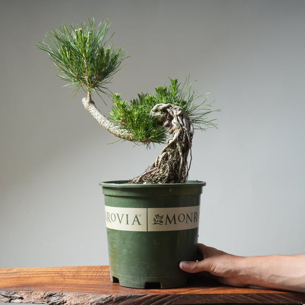 Japanese Black Pine Exposed Root 475 - Bonsaify