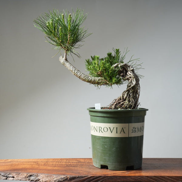 Japanese Black Pine Exposed Root 475 - Bonsaify