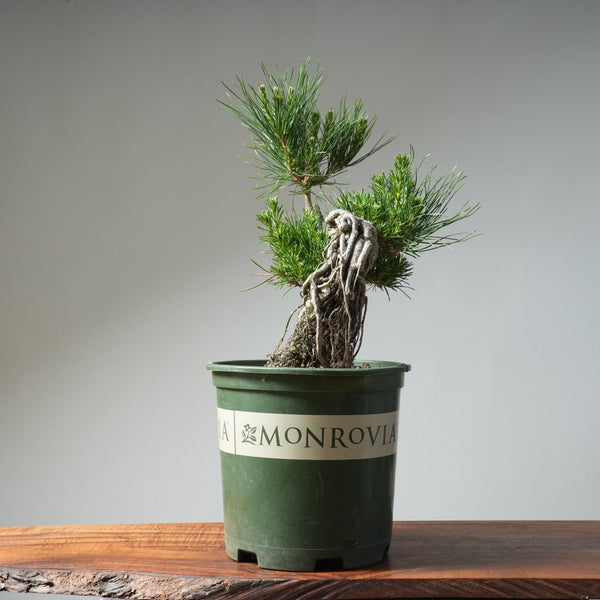 Japanese Black Pine Exposed Root 475 - Bonsaify