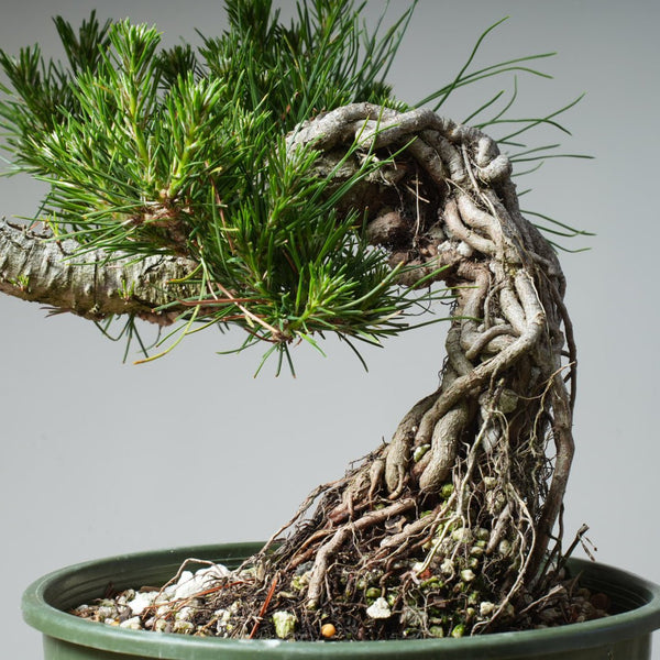 Japanese Black Pine Exposed Root 475 - Bonsaify