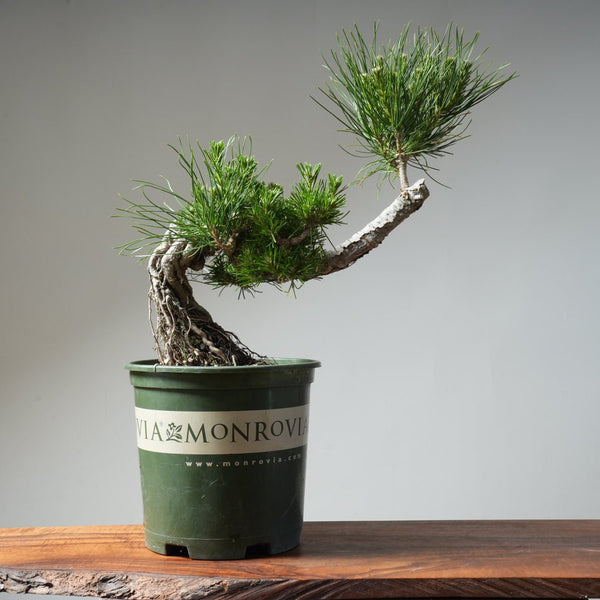 Japanese Black Pine Exposed Root 475 - Bonsaify