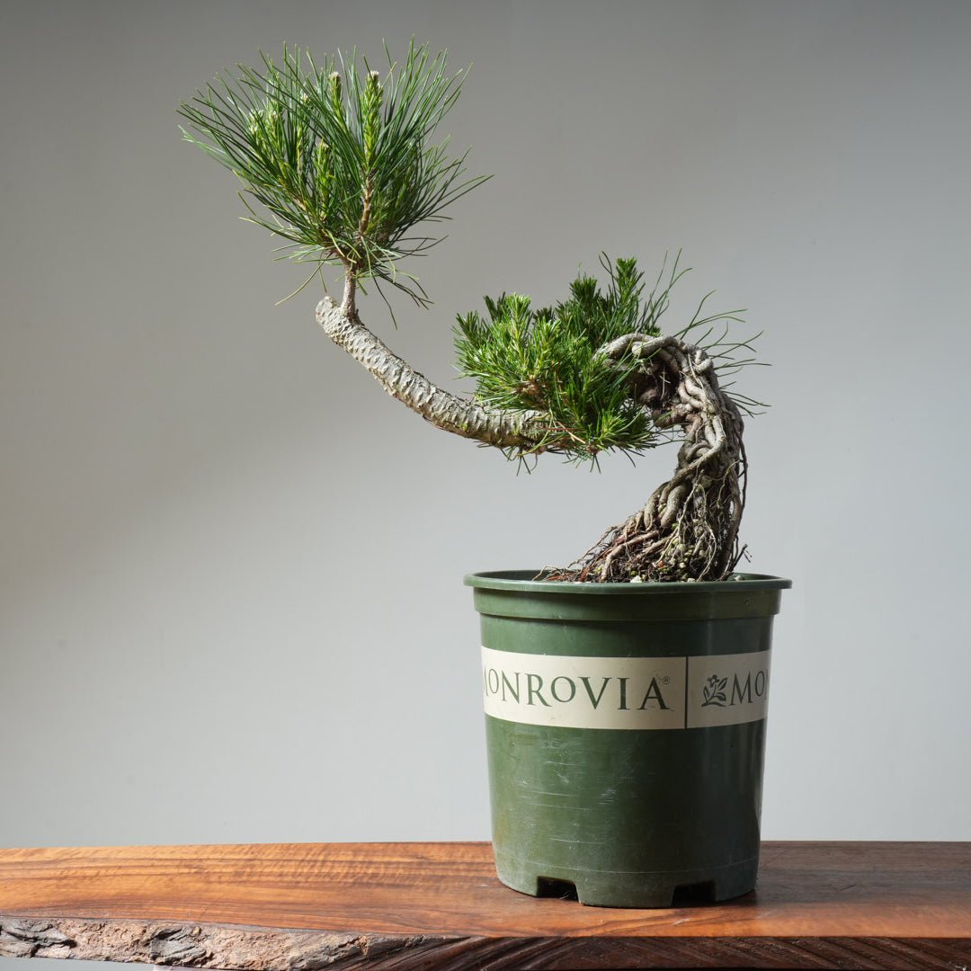 Japanese Black Pine Exposed Root 475 - Bonsaify