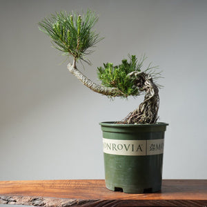 Japanese Black Pine Exposed Root 475 - Bonsaify
