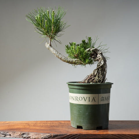 Japanese Black Pine Exposed Root 475 - Bonsaify