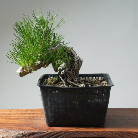 Japanese Black Pine Exposed Root 571 - Bonsaify