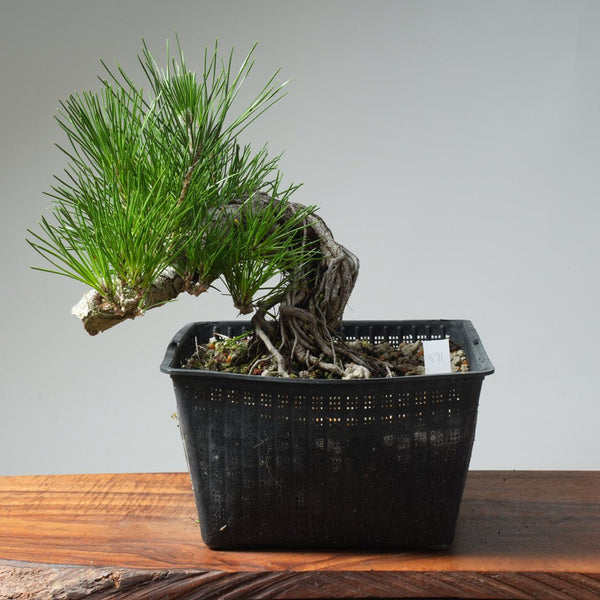 Japanese Black Pine Exposed Root 571 - Bonsaify