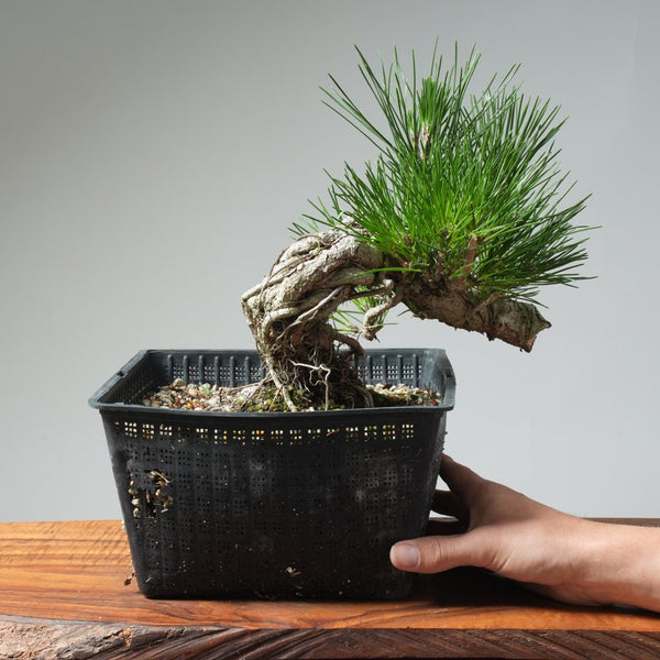 Japanese Black Pine Exposed Root 571 - Bonsaify