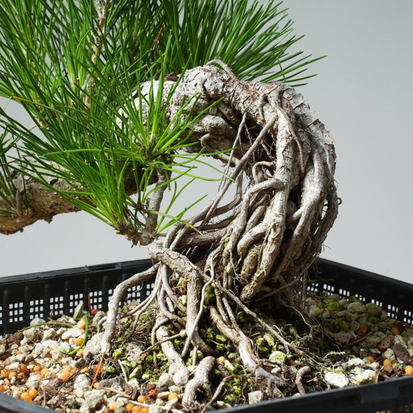 Japanese Black Pine Exposed Root 571 - Bonsaify