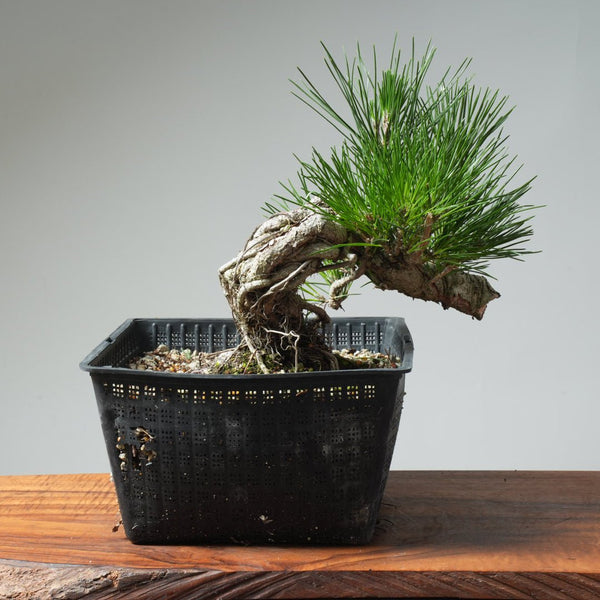 Japanese Black Pine Exposed Root 571 - Bonsaify