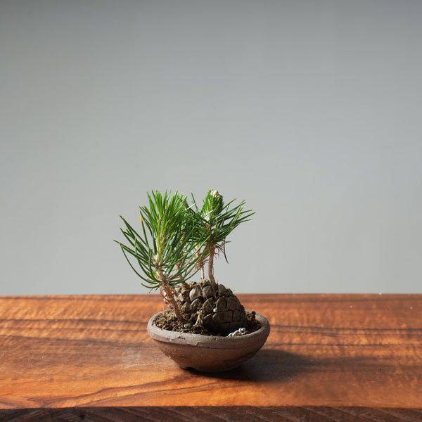 Japanese Black Pine Mini Cone Planting #10 - Bonsaify