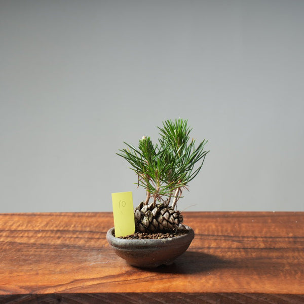 Japanese Black Pine Mini Cone Planting #10 - Bonsaify